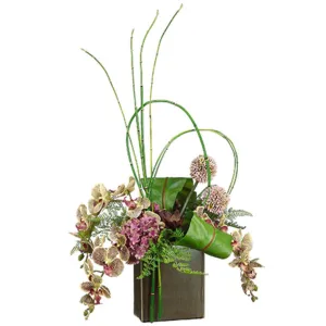 Bird Nest Fern In Cube  Container  31in x 19in x13in Orchid Green