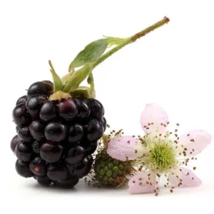 Blackberry Ambrosia Fragrance Oil