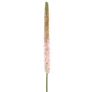 Foxtail Lily Spray Pink Green, 51in